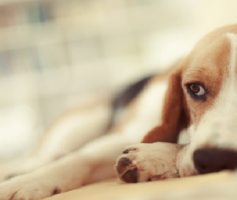 Ngerteni lan ngatur Parvoviritus Canine ing asu cilik