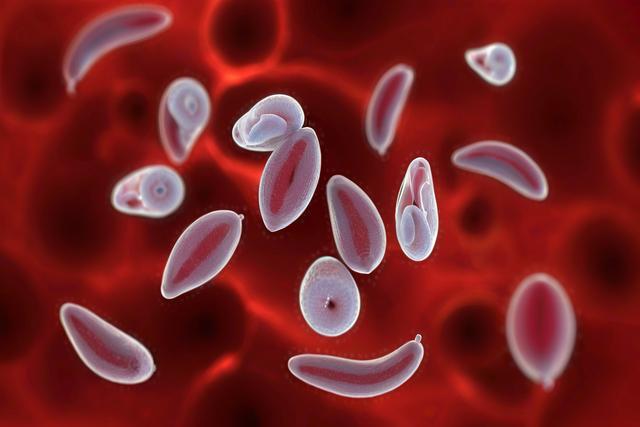 Ngerti infeksi Toxoplasma Gondii ing kucing lan asu, gejala, diagnosis, lan perawatan