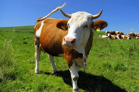 Revolusi Pengetan Bovine: Kit uji coba Rapiddleescence Babi