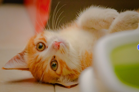 Babio Feline / Canine Heartworm Antigen (FCHW A) Tes kit: Diagnosa kesehatan sing akurat, lan dipercaya lan dipercaya