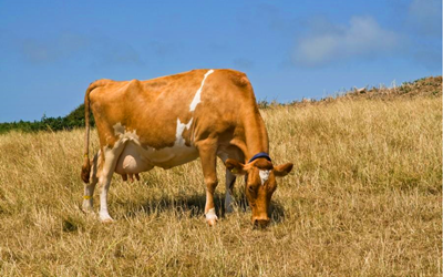 Revolusi Deteksi Kandhutan Bovine Karo Kit Tes Rapiddle Fluorescence Babi