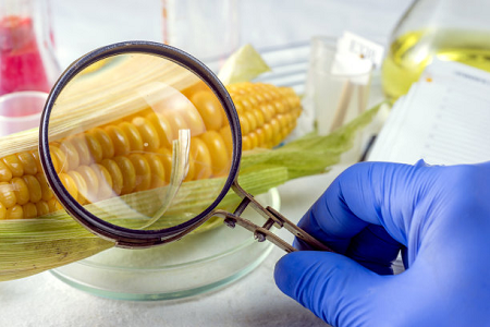 Ochratoxin Babio minangka kaset tes cepet - njamin keamanan panganan global