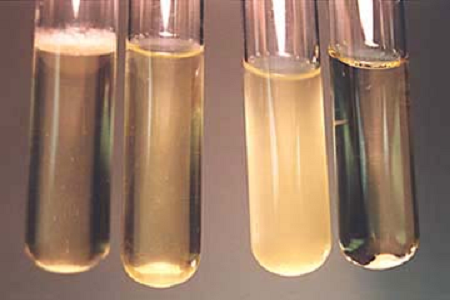 Babi Lancar Tinggi Infustrak Infus Brown Hati Introbi Kanggo Lab Mikrobiologi global