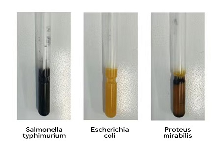 Babi ngluncurake medium transportasi kinerja (SS SS) kanggo transfer conto global microba global