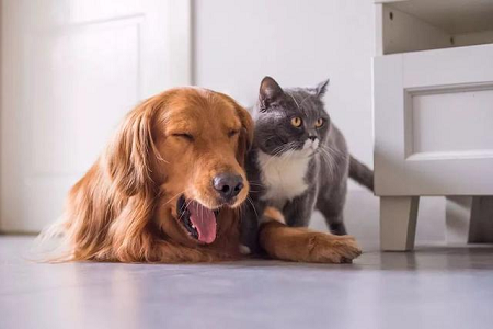 BABIO Expand Veterinary Rapid Test Portfolio kanggo Global Pet Healthcare