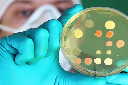Trypticase Soy Duduh: Yayasan sing Bisa Dipercaya kanggo Pertumbuhan Mikroba