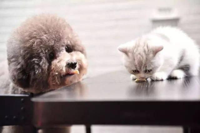 Babio Biotech ngluncurake Kit Test Pet Lanjut kanggo Diagnostik Akurat