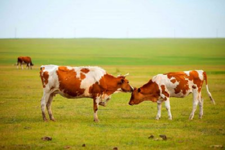 BABIO Ngenalake Tes Cepet Kandhutan Bovine kanggo Manajemen Kawanan Sapi Modern